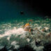 Havbund med døende bunddyr og ’liglagen’ – en hvid belægning af svovlbakterier der udgør den sidste barrierer mod frigivelse af giftig svovlbrinte, Foto: Nanna Rask