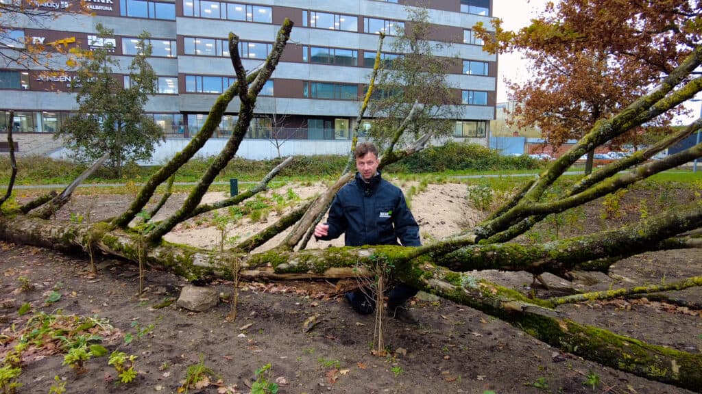Et ahorntræ som Lorenz Galsgaard har transporteret fra sin egen “baghave”, Foto: Mie Olsen