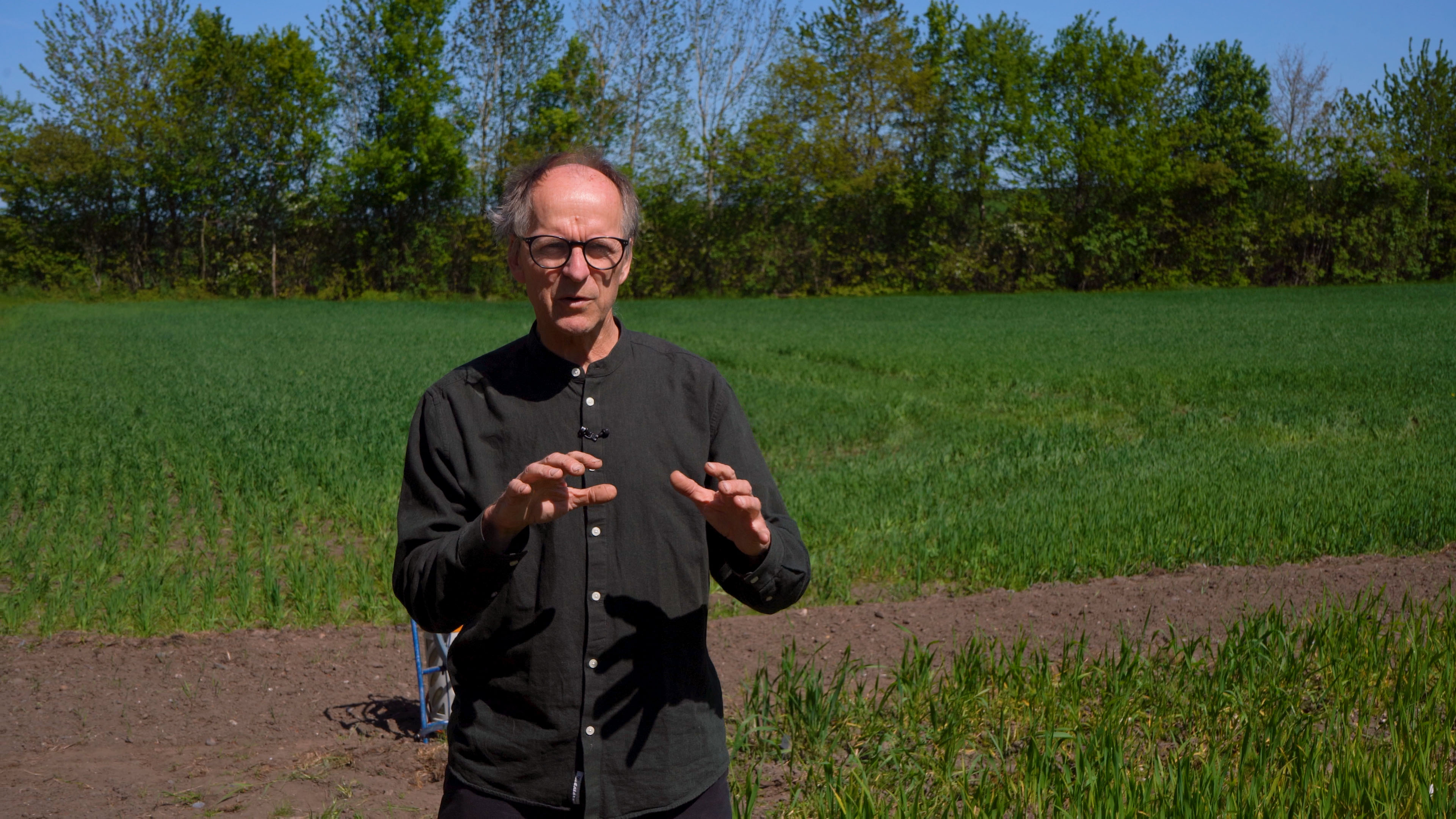 Forsker vil skabe en resistent superhvede til økologiske jordbrugere