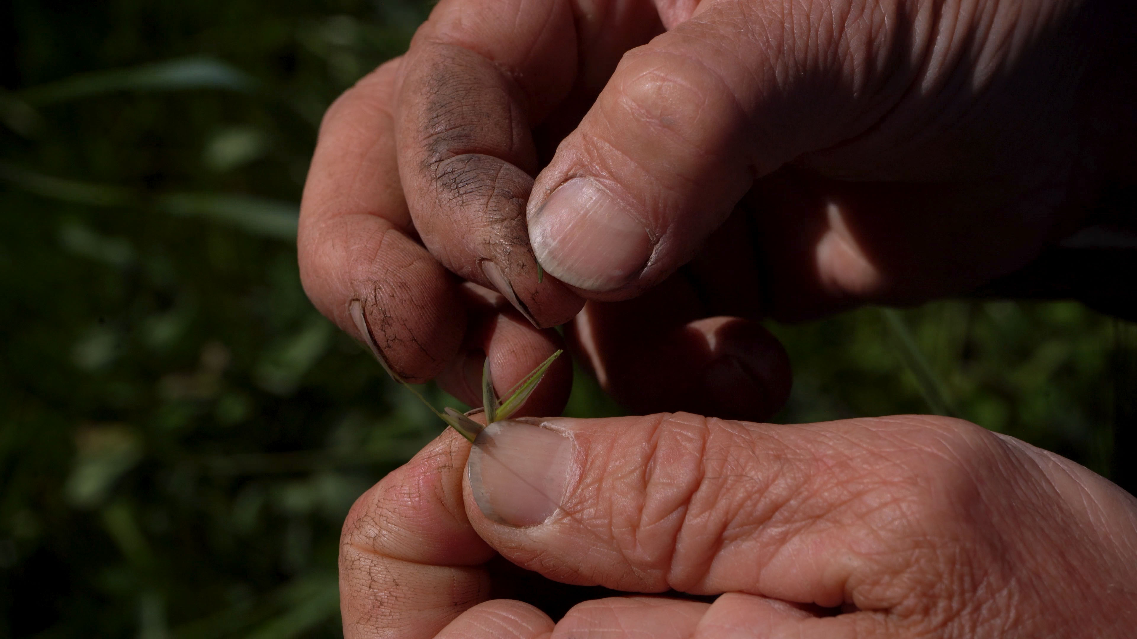 Hvordan forædler man på planter?