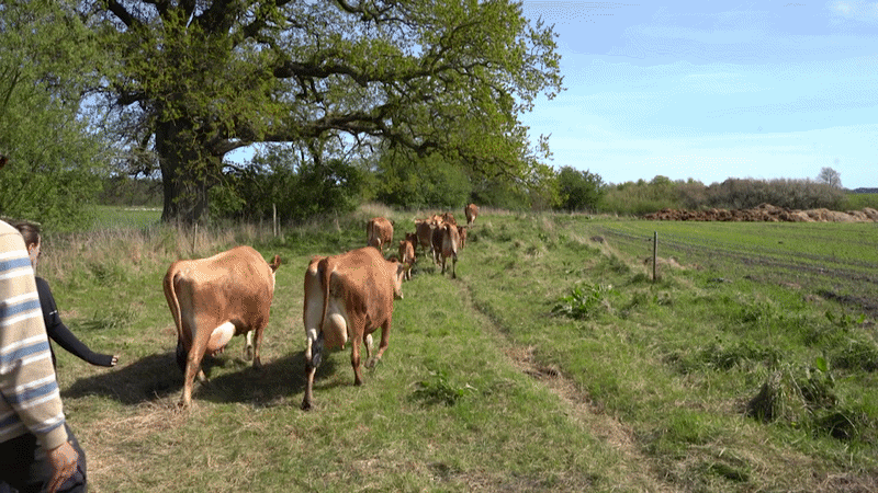 August Hermann går bag en flok køer på en mark ved en landbrugsskole.