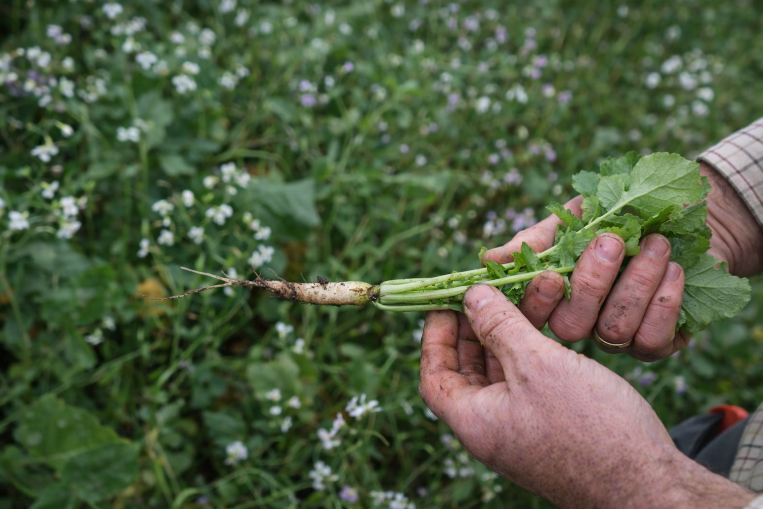 Landmand holder en friskoptrukket radise med jord på roden i mark med blomstrende efterafgrøder.