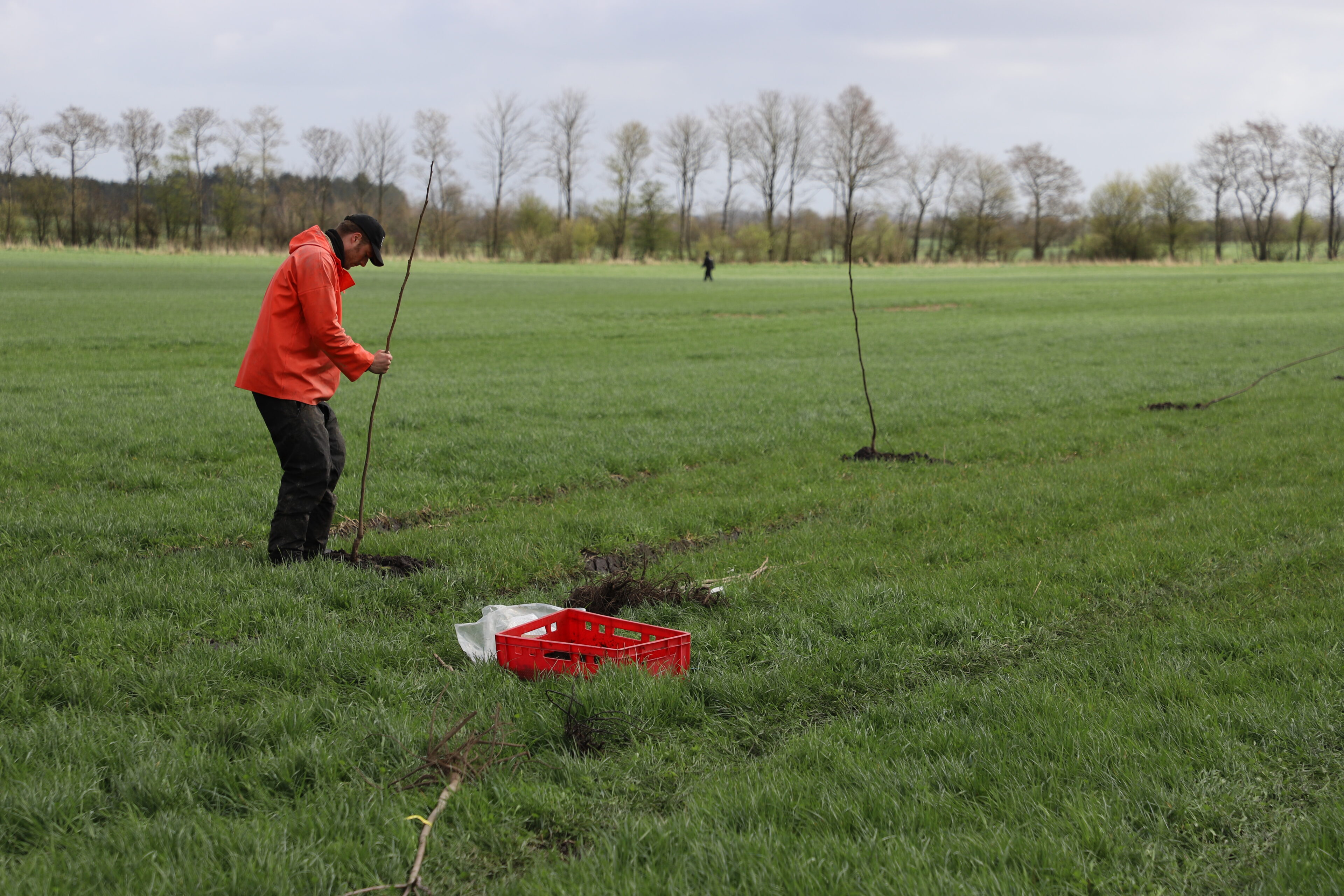 Agronom August Sylvester Hermann planter unge træer i et marklandskab ved Gram Slot som led i arbejdet med læhegn, biodiversitet og et mere robust landbrug.