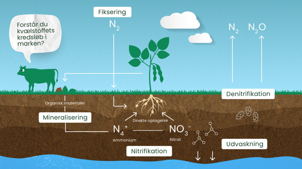 Illustration af kvælstofkredsløbet i landbrugsjord med processer som fiksering, mineralisering, nitrifikation, optagelse og denitrifikation
