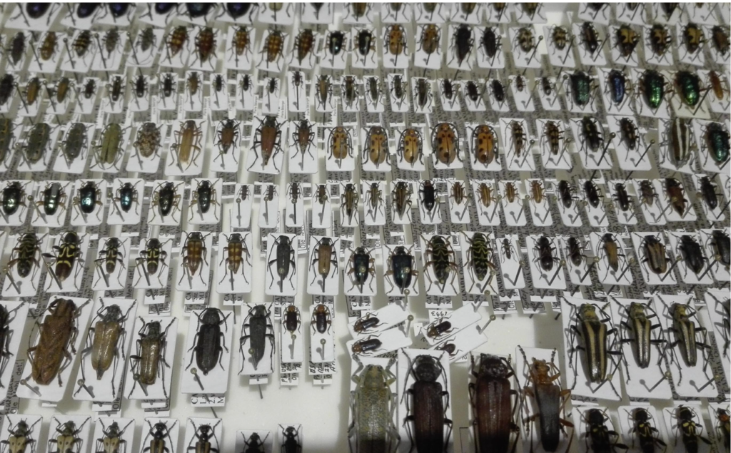 Tæt oversigtsfoto af en entomologisk samling med mange forskellige insekter, primært biller, nålet fast på små hvide kort med etiketter. Insekterne er arrangeret i rækker efter art og størrelse.