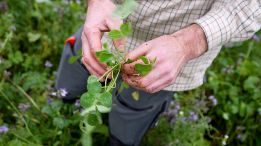 Landmand Magnus Bønløkke holder en efterafgrøde i hænderne i en mark med grønt plantedække.
