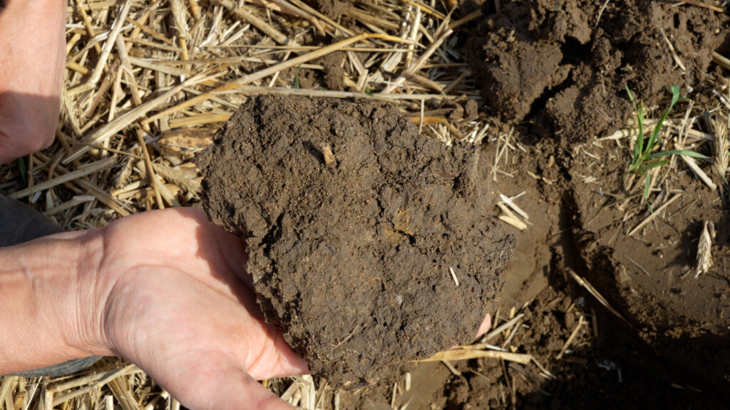 Hånd holder en klump landbrugsjord med tydelig krummestruktur og planterester fra marken.