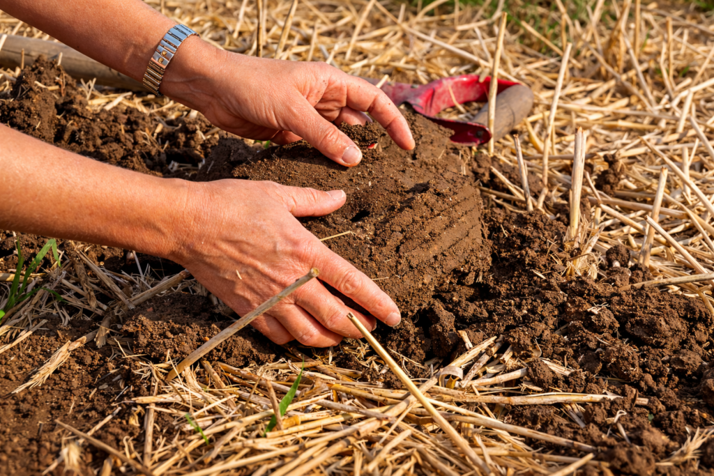 Hænder undersøger en klump mørk, struktureret jord i en mark med halmrester på overfladen.