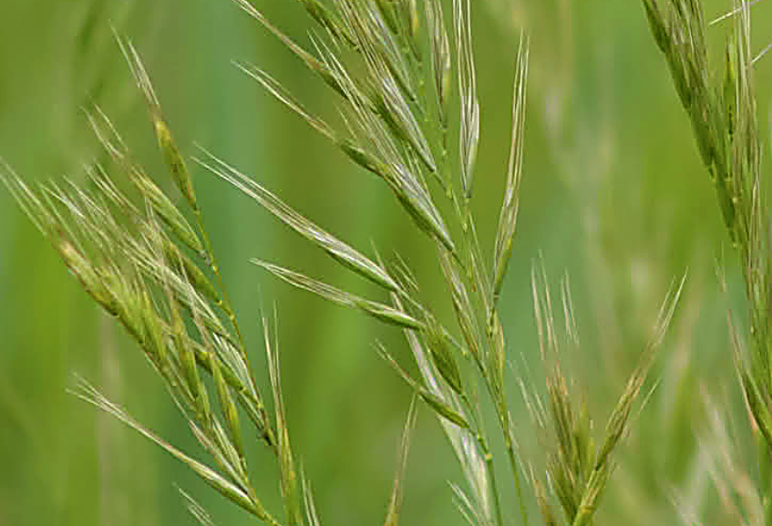 Nærbillede af væsel i grønt græs med karakteristiske aks og frøstande.