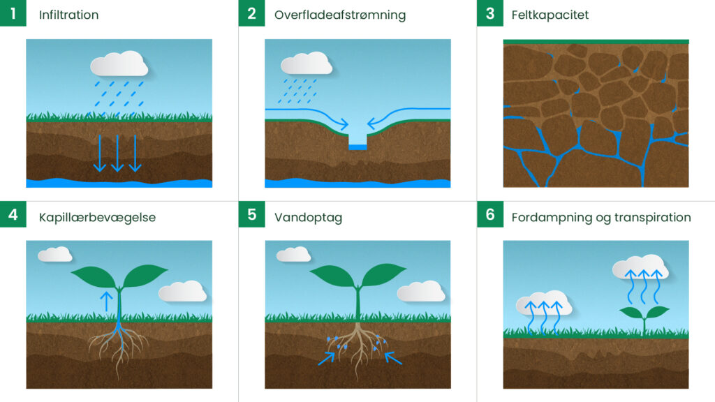 Illustration af vandets kredsløb i jorden med infiltration, overfladeafstrømning, feltkapacitet, kapillærbevægelse, vandoptag og transpiration