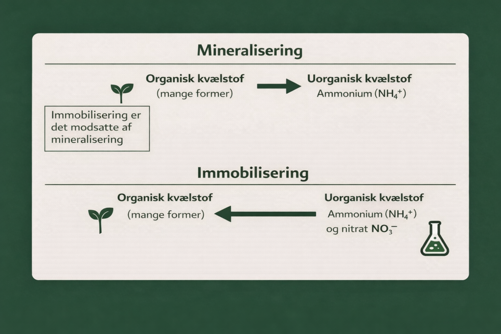 Grafik der viser forskellen mellem mineralisering og immobilisering af kvælstof i jorden med ammonium og nitrat