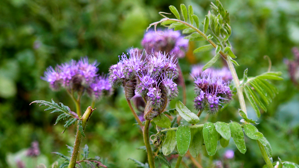 Honningurt (Phacelia) i en efterafgrødeblanding på en mark med lilla blomster og grønne blade.
