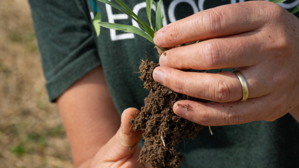Hænder holder en plante med rødder og jordklump for at undersøge jordens struktur og rodudvikling.