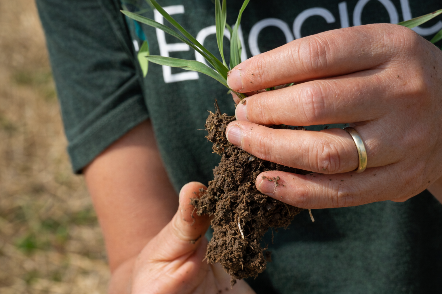 Hænder holder en plante med rødder og jordklump for at undersøge jordens struktur og rodudvikling.