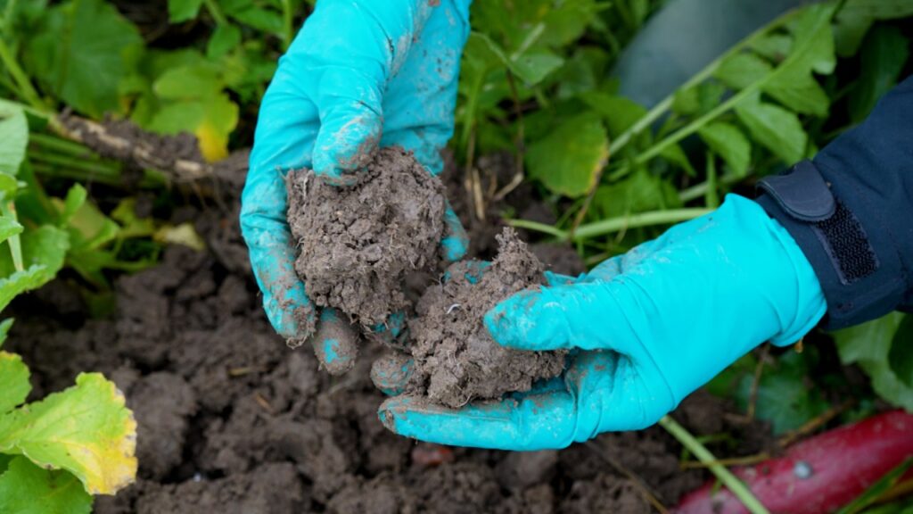 Hænder med handsker holder en jordprøve i marken for at vurdere jordstruktur og jordsundhed