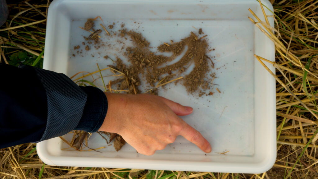 Hånd peger på små insekter og jordprøver i en hvid bakke fra en faldgrubefælde i marken.