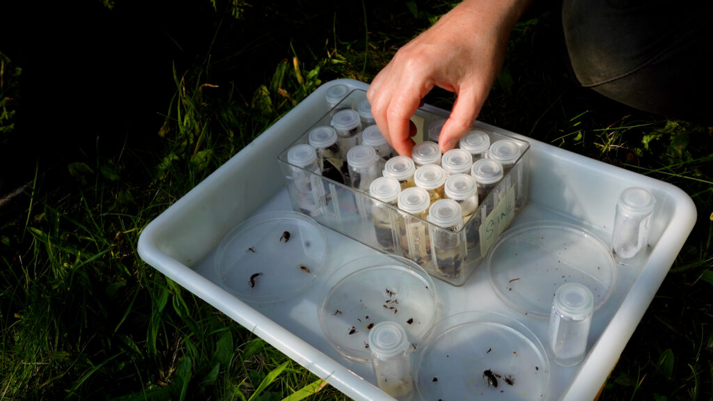 Forsker sorterer og analyserer insekter i petriskåle og prøverør i en bakke fra en æbleplantage.