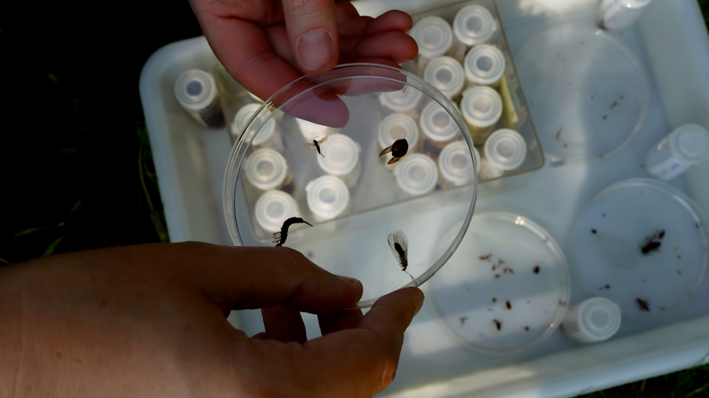 Hånd holder petriskål med indsamlede insekter fra fælder i marken – eksempel på undersøgelse af funktionel biodiversitet