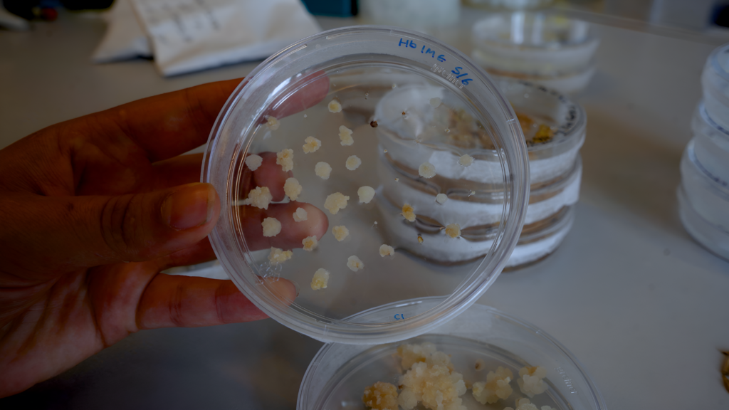 Planteceller i petriskål i laboratorie efter CRISPR genredigering og mutation