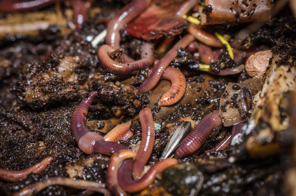 Regnorme nedbryder organisk materiale i jorden og forbedrer jordstruktur og næringsstofkredsløb