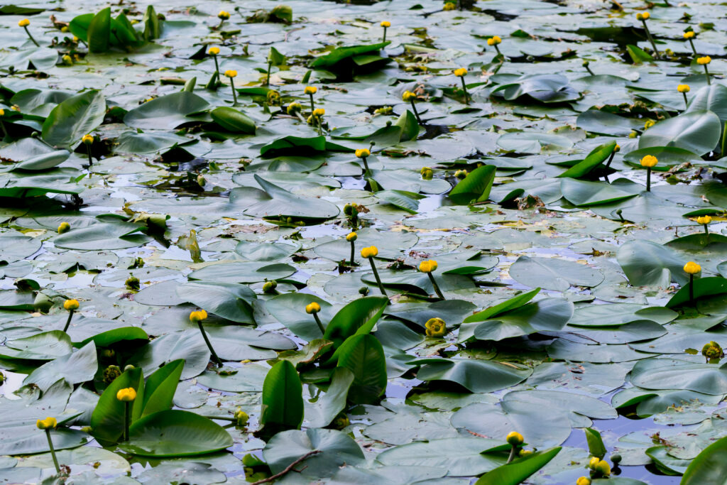 Vandplanter i vandhul som bidrager til vandrensning og næringsstofoptag i landbrugslandskabet