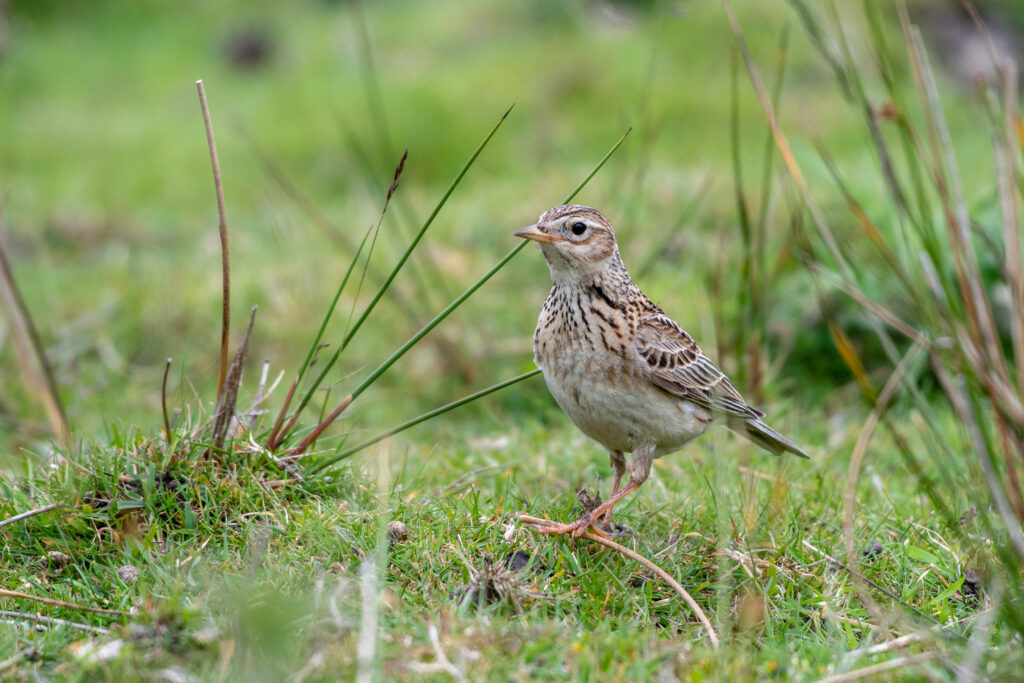 Sanglærke står i græs i det danske agerland