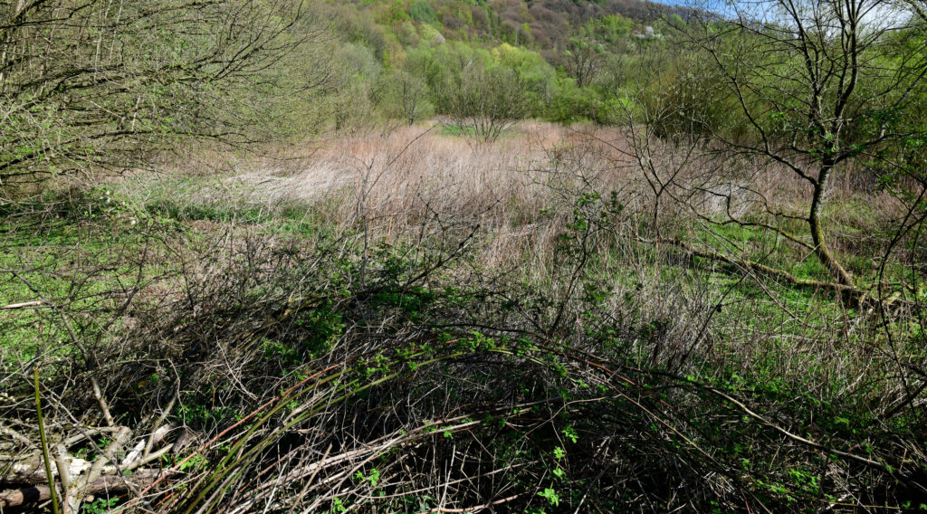 Kvasbunke som levested for nyttedyr