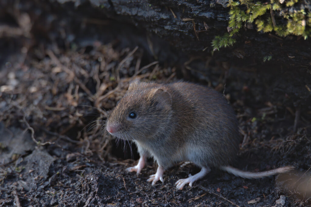 Markmus ved jordhule i markkant i dansk agerland