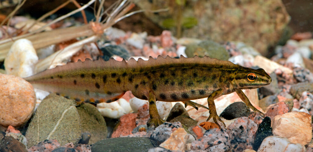 Stor vandsalamander i vandhul omgivet af sten og planter