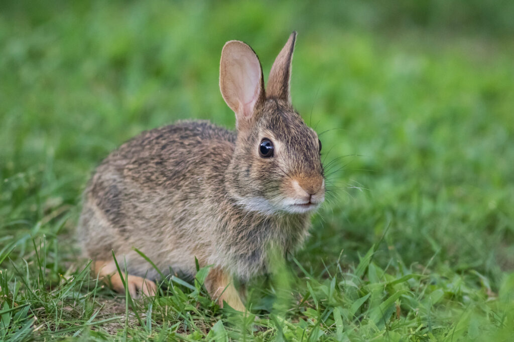 Hare sidder i græs i marklandskab i Danmark