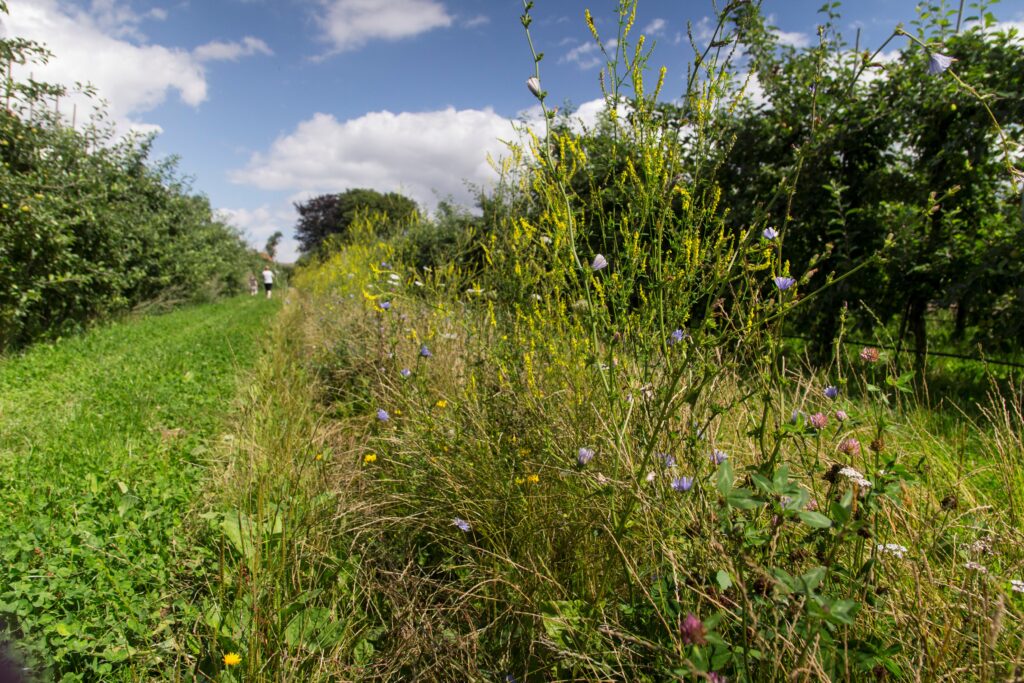 Blomsterstribe med vilde blomster langs markkant og levende hegn i agerlandet