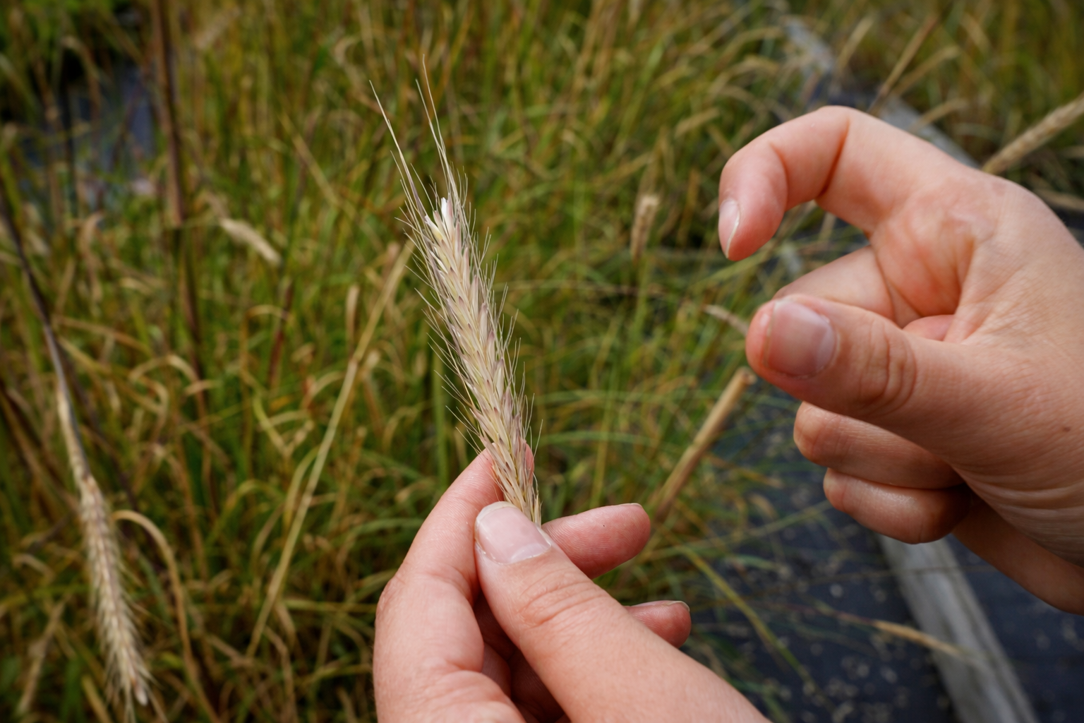 Hænder holder et kornaks i marken – eksempel på naturlig variation og egenskaber i kornplanter
