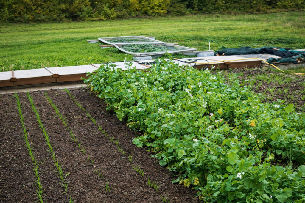 Forsøgsplot med efterafgrøder og rækkeafgrøder i markforsøg med underjordiske målinger