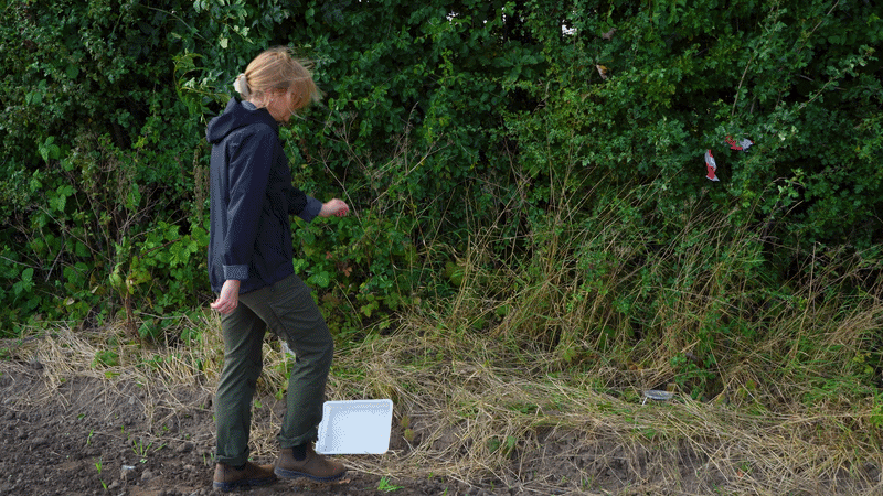Person opsætter insektfælde i markkant for at undersøge biodiversitet