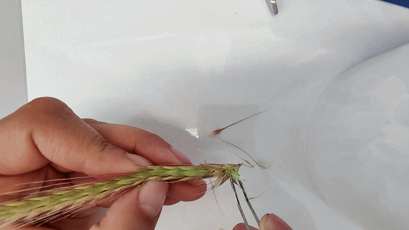 Hænder der arbejder med et kornaks i laboratoriearbejde med planter