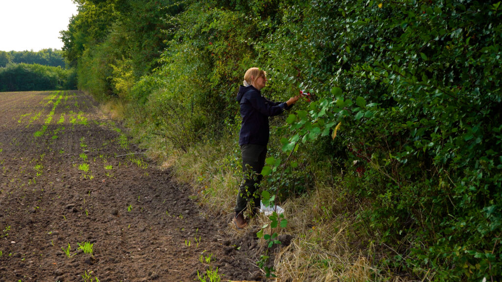 Person undersøger vegetation i levende hegn langs mark, der fungerer som habitat og korridor for dyr og insekter