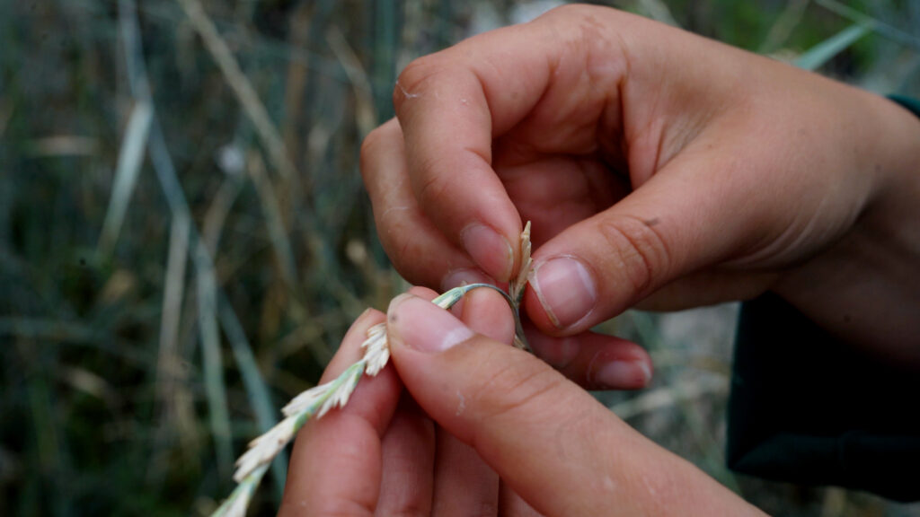 Hænder der undersøger aks fra hvedegræs i marken – en flerårig og robust afgrøde