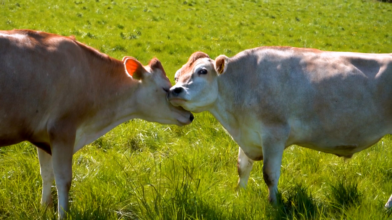 To køer står på græs og rører ved hinanden på en mark ved Kalø Økologisk Landbrugsskole