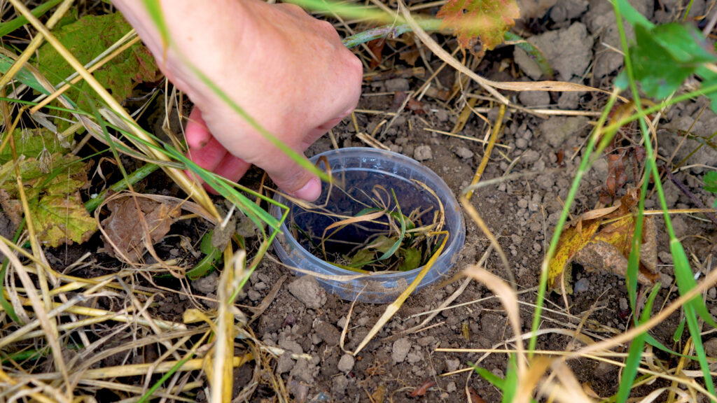 Hånd løfter låg af nedgravet plastikkop i markjord, som bruges som faldgrubefælde til at indsamle insekter i landbruget.