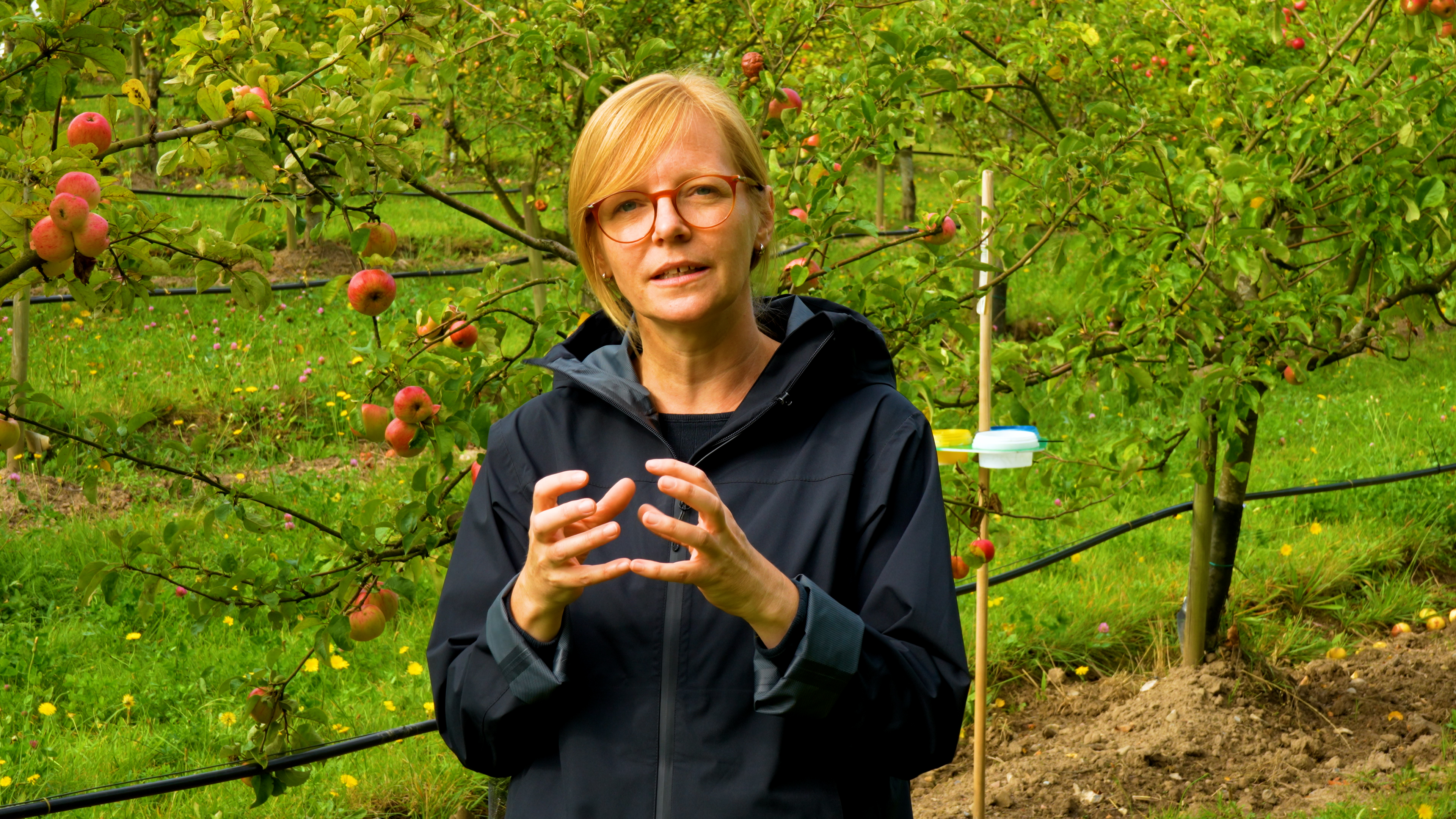Lektor Stine Kramer Jacobsen står i en æbleplantage ved Høje Taastrup og fortæller om insekter, nyttedyr og biodiversitet i landbrugets økosystemer.