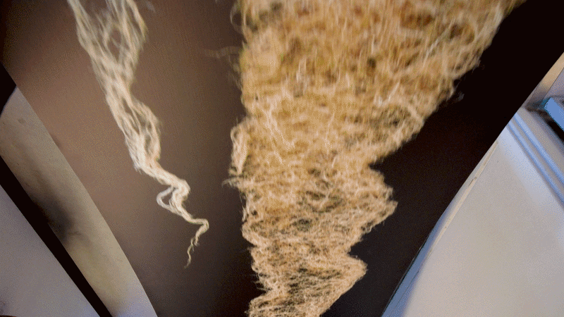 Forsker arbejder med plantevæv i laboratorie som eksempel på genredigering og udvikling af flerårige afgrøder.