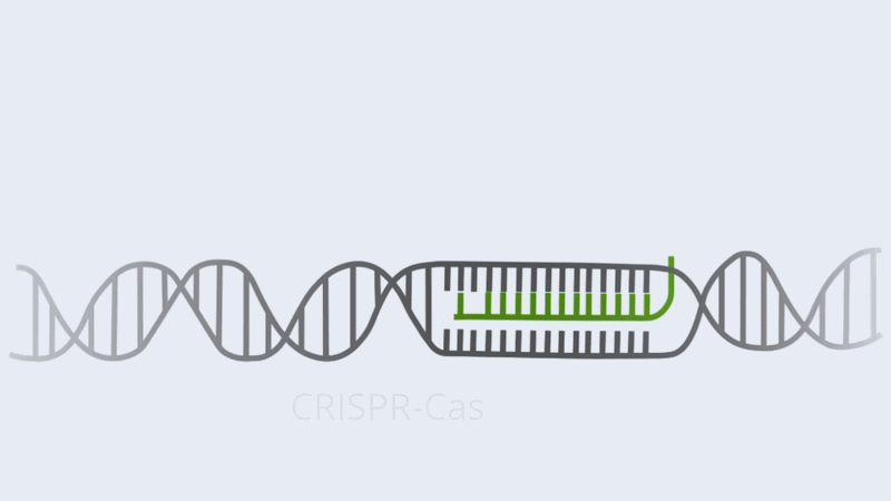 Animation af CRISPR/Cas-9, der klipper i DNA ved hjælp af en guide-RNA (sgRNA) i planteceller