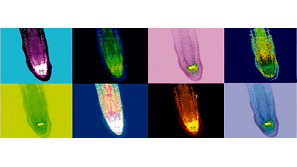 Fluorescerende planteceller, der lyser grønt ved brug af GFP som selektionsmarkør efter genredigering