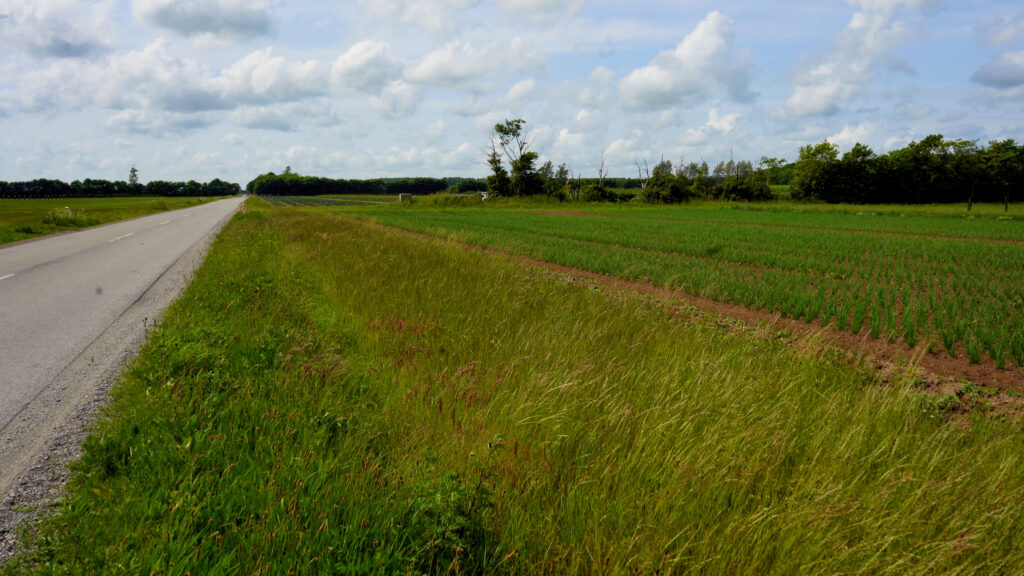 Uforstyrret markkant med naturlig vegetation langs dyrket mark og vej i landbrugslandskab