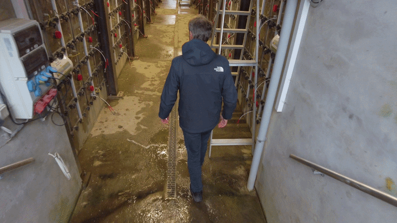 Rødder fra efterafgrøder vokser langs gennemsigtige jordprofiler i en forsøgstunnel