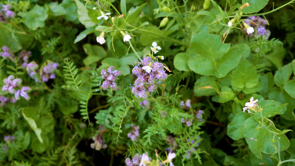 Blomstrende efterafgrøder som olieræddike og sennep med grønne blade og lilla blomster i mark