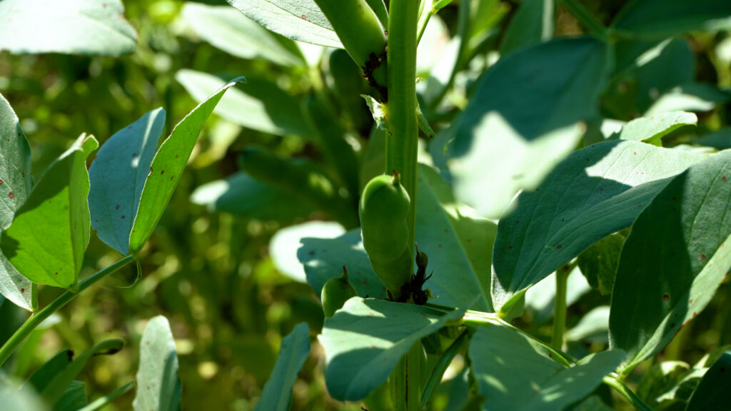 Bælgplante med grønne bælge i mark, eksempelvis vikke eller lupin, som binder kvælstof i jorden