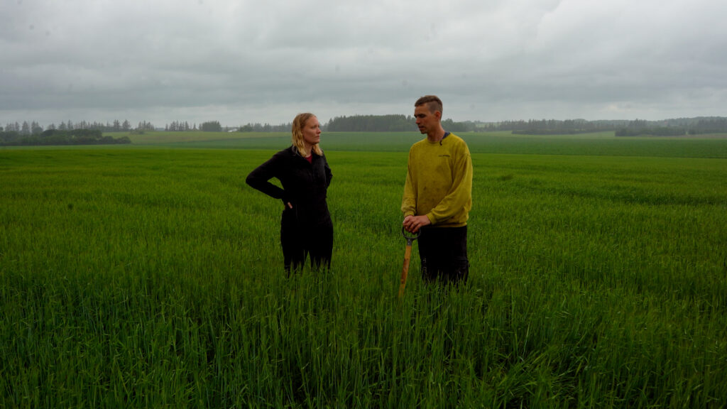 Landmand og rådgiver står i grøn mark og taler om pløjefri dyrkning og jordens udvikling