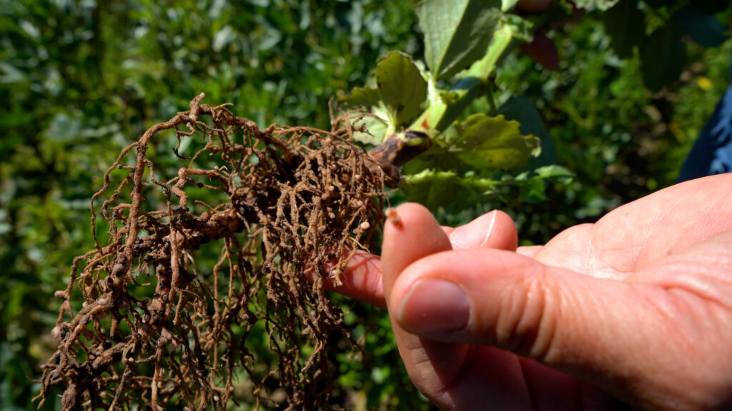 Nærbillede af plante med rødder og rodknolde, der viser mikroliv og kvælstoffiksering i jorden