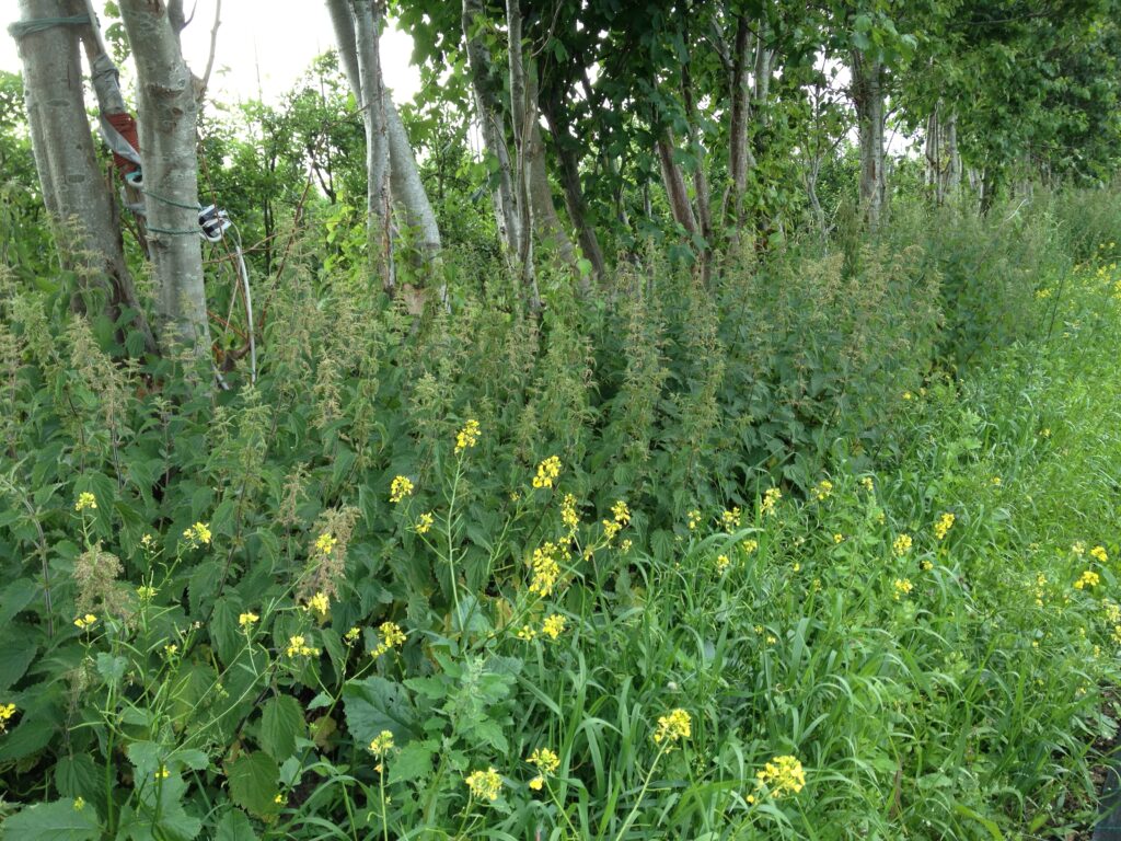 Artsrigt læhegn med træer, buske, græs og blomstrende planter i markkant – eksempel på strukturel diversitet i landbrugslandskab